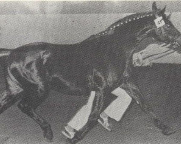 Deckhengst Saskibard II (Holsteiner, 1971, von Sable Skinflint xx)