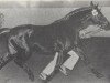 stallion Saskibard II (Holsteiner, 1971, from Sable Skinflint xx)