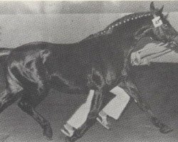 stallion Saskibard II (Holsteiner, 1971, from Sable Skinflint xx)