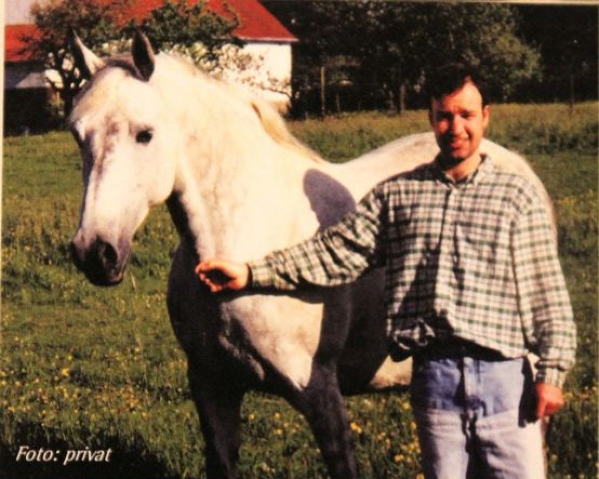broodmare Baroness VII (Holsteiner, 1987, from Coriander)