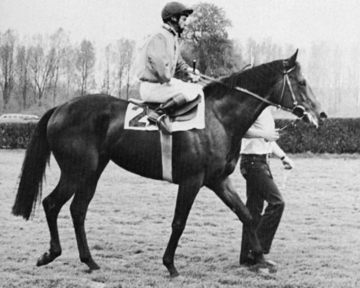 stallion Wauthi xx (Thoroughbred, 1977, from Authi xx)