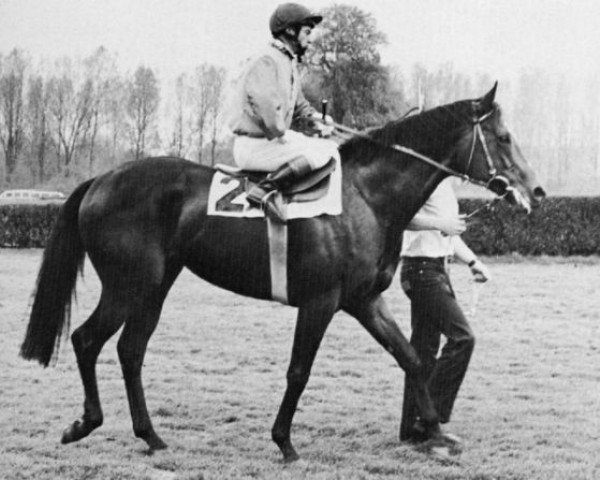 stallion Wauthi xx (Thoroughbred, 1977, from Authi xx)