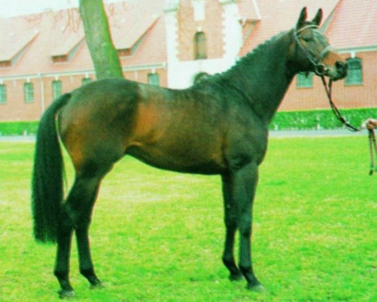 Deckhengst Renomee xx (Englisches Vollblut, 1988, von Wauthi xx)