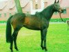stallion Renomee xx (Thoroughbred, 1988, from Wauthi xx)