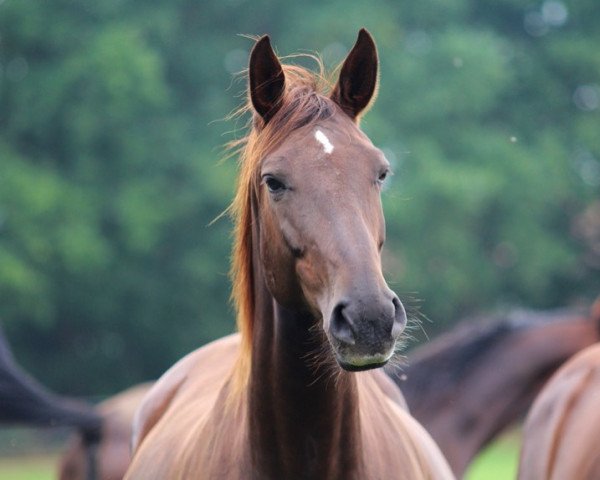 broodmare Elfe (Oldenburg, 2011, from De Niro)