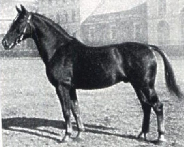stallion Dollart (Hanoverian, 1938, from Dolman)