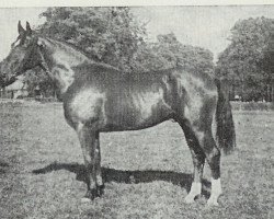 stallion Dollarprinz (Hanoverian, 1945, from Dollart)