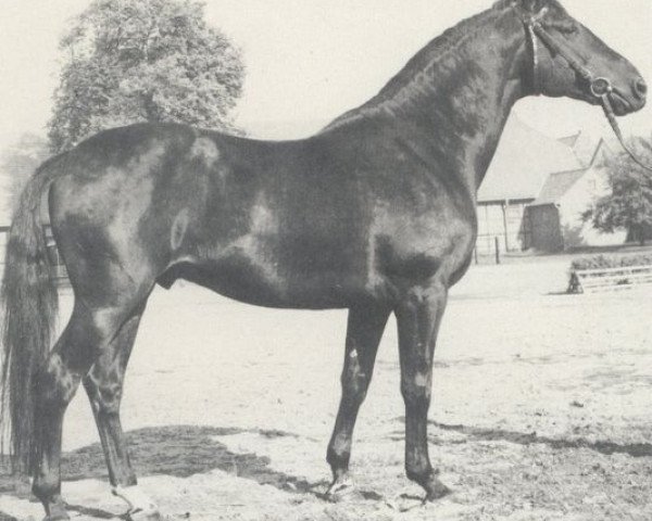 stallion Wapiti (Hanoverian, 1971, from Wiesenbaum xx)
