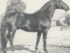 stallion Wapiti (Hanoverian, 1971, from Wiesenbaum xx)