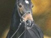 stallion Competent (Hanoverian, 1996, from Compliment)