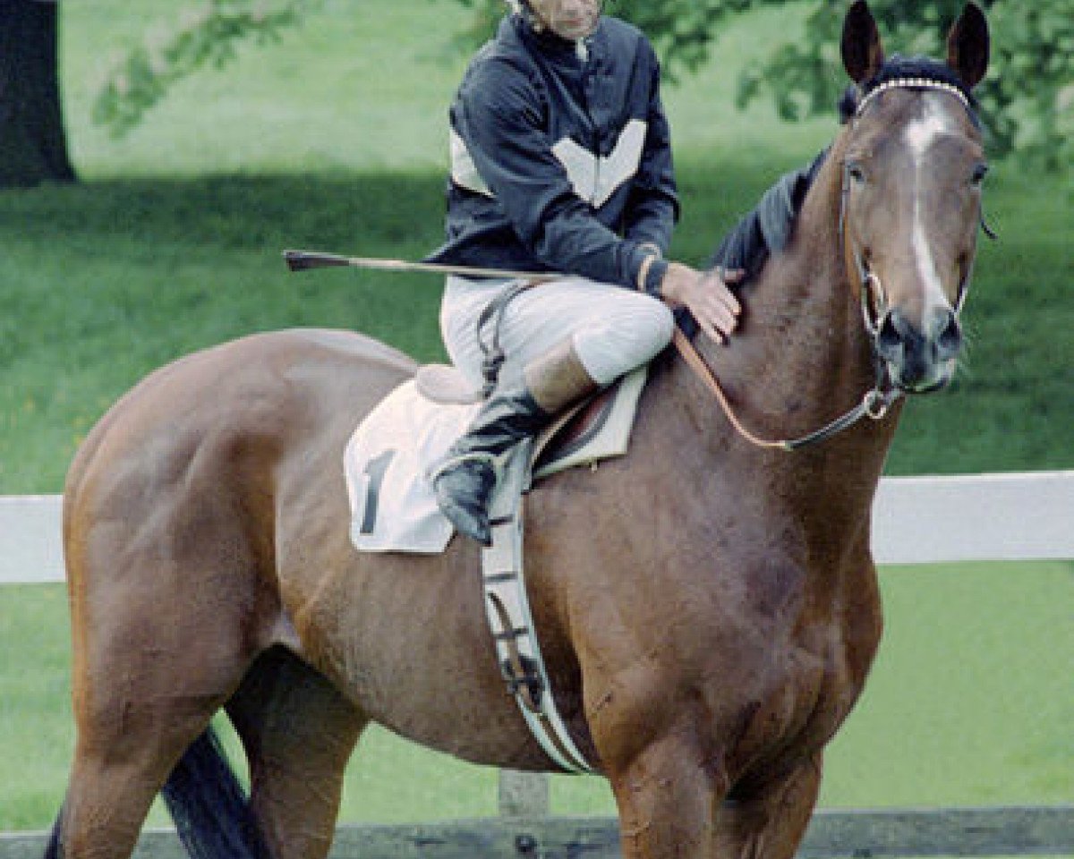 stallion Ardross xx (Thoroughbred, 1976, from Run The Gantlet xx)