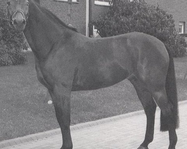 stallion First Flair R (Hanoverian, 1992, from Wanderer)