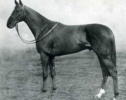 stallion Scratch xx (Thoroughbred, 1947, from Pharis II xx)