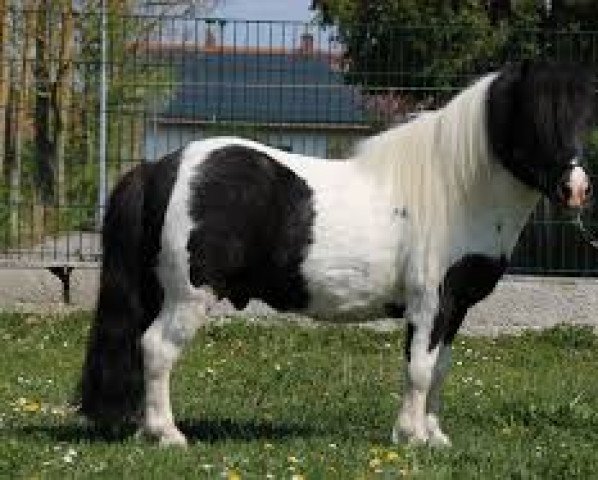 stallion Empires Statement vom Wolfachtal (Shetland pony (under 87 cm), 2014, from Buxted Empire)