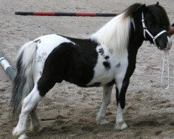 Deckhengst Buxted Empire (Shetland Pony (unter 87 cm),  , von Tawna Morse)