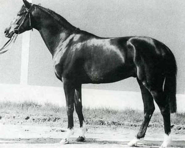 stallion Tarquin xx (Thoroughbred, 1955, from Scratch xx)