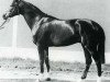 stallion Tarquin xx (Thoroughbred, 1955, from Scratch xx)