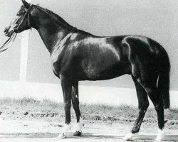 stallion Tarquin xx (Thoroughbred, 1955, from Scratch xx)