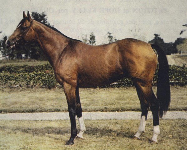 stallion Tarbes xx (Thoroughbred, 1968, from Tarquin xx)