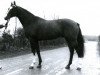 stallion Ariban xx (Thoroughbred, 1974, from Tarbes xx)