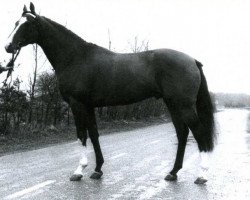 stallion Ariban xx (Thoroughbred, 1974, from Tarbes xx)