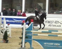 jumper Respect (KWPN (Royal Dutch Sporthorse), 1998, from Kigali)