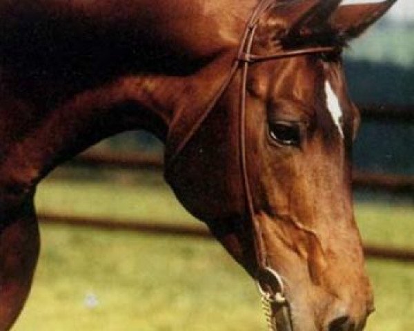 horse Taragas x (Arabian thoroughbred, 1978, from Akbar ox)