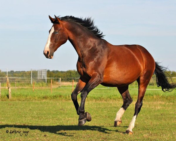 Zuchtstute Grace (Zangersheide Reitpferd, 1994, von Gotspe)