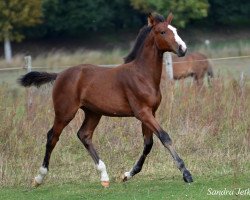 horse Dejavue (Deutsches Sportpferd, 2012, from Don Aparte)