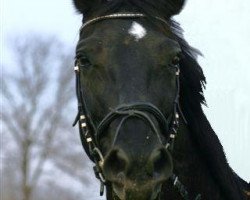 broodmare Akita (Oldenburg, 1997, from Azarro (Aachen))