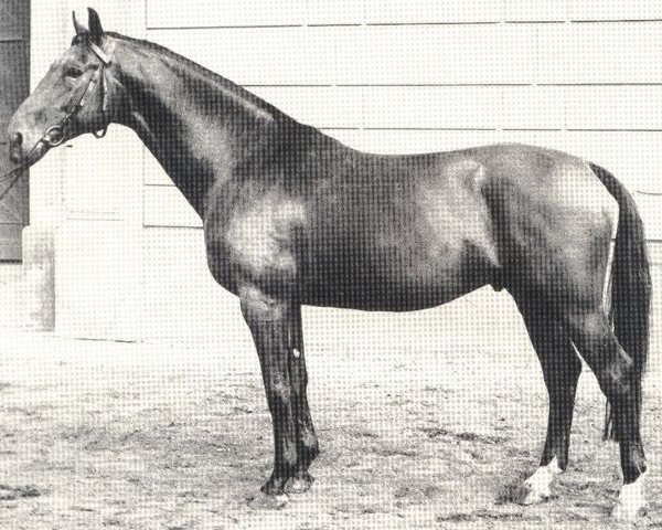 stallion Eisenherz II (Hanoverian, 1969, from Einglas)