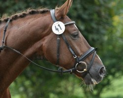 dressage horse Don Geronimo (Oldenburg, 2002, from Don Gregory)