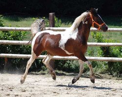 broodmare Mirage (Lewitzer, 2007, from Shawan)