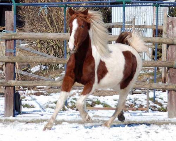 broodmare Mangani (Lewitzer, 2002, from Passat)