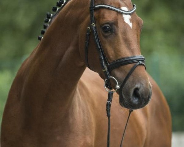 stallion Cameo (Hanoverian, 2008, from Catoki)