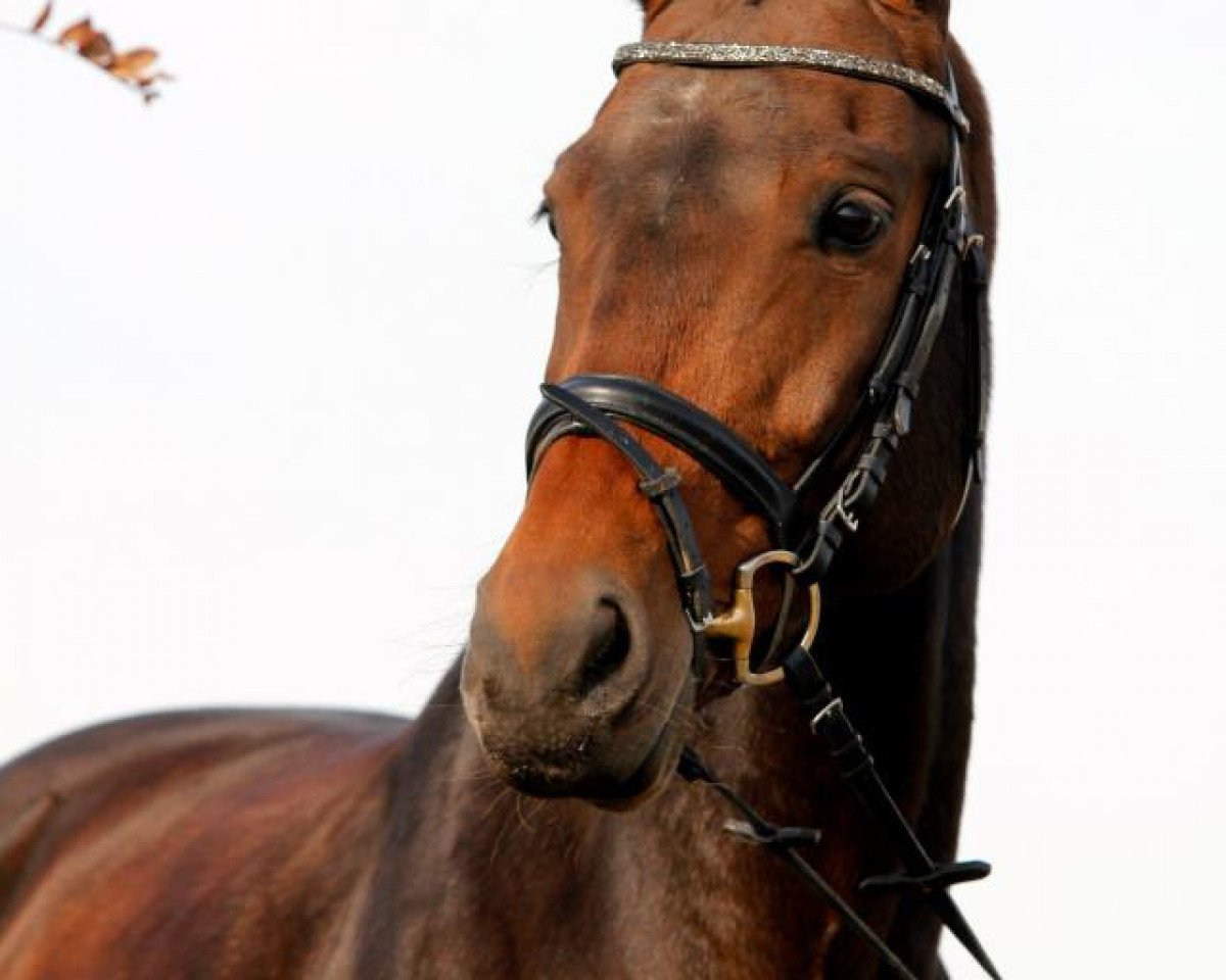 dressage horse Easy Eliza (Hanoverian, 2003, from El Bundy)