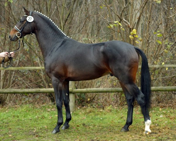 dressage horse Donlino (Westphalian, 2000, from Donnerbube 2)