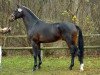 dressage horse Donlino (Westphalian, 2000, from Donnerbube 2)