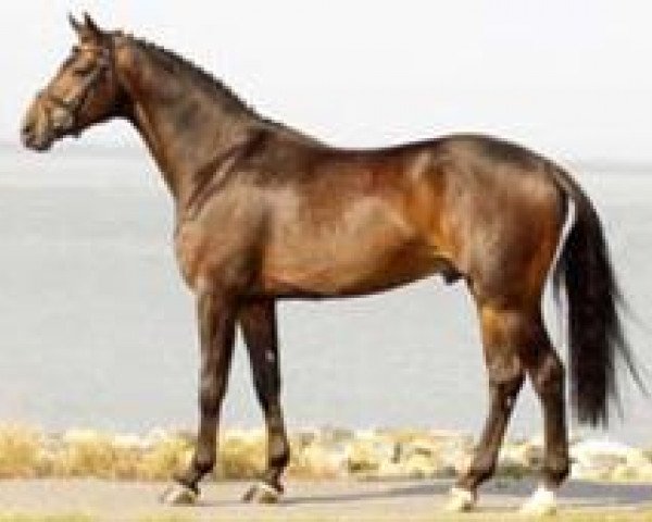 stallion Rob Roy (Hanoverian, 2004, from Rubin Royal OLD)