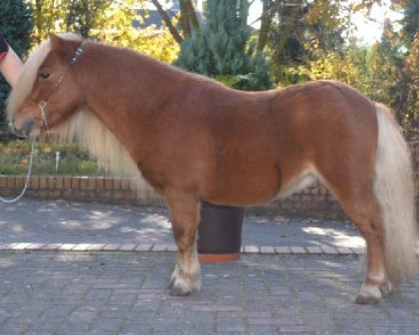 stallion Vosje v.Hoeve wijchgelsheim (Shetland pony (under 87 cm), 2004, from Hvitskjóna frá Grænuhlíð)