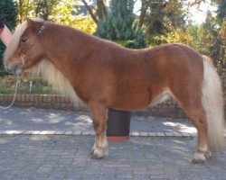 stallion Vosje v.Hoeve wijchgelsheim (Shetland pony (under 87 cm), 2004, from Hvitskjóna frá Grænuhlíð)