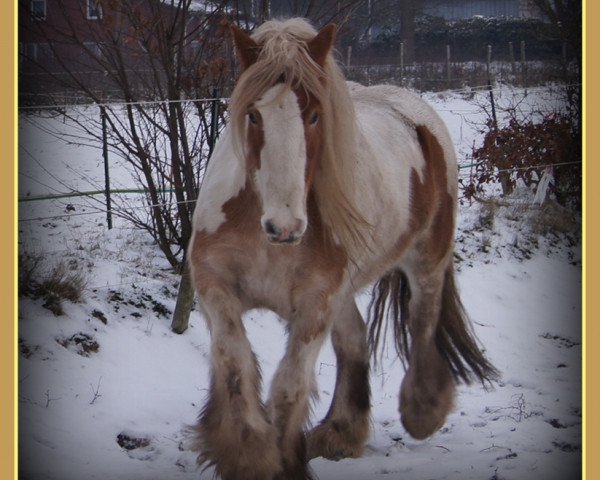 dressage horse Gerry (Tinker / Irish Cob / Gypsy Vanner, 2004, from Guinness)