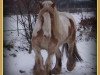 dressage horse Gerry (Tinker / Irish Cob / Gypsy Vanner, 2004, from Guinness)