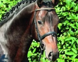 stallion Concalido (Hanoverian, 2008, from Contendro I)