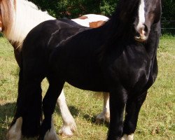 Pferd Lucky Sam vom Nordstern (Tinker / Irish Cob / Gypsy Vanner, 2009, von Pie Bald Tornado)