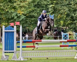 jumper Nightstar 15 (German Riding Pony, 2009, from Bünteeichen-Nicato)