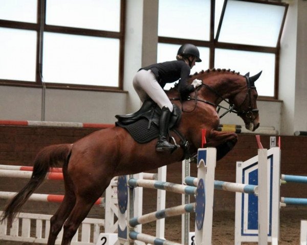 jumper Quantana P (German Sport Horse, 2009, from Quaterback)