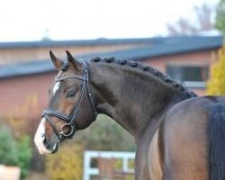 stallion Velvet Touch (KWPN (Royal Dutch Sporthorse), 2007, from Valdez)