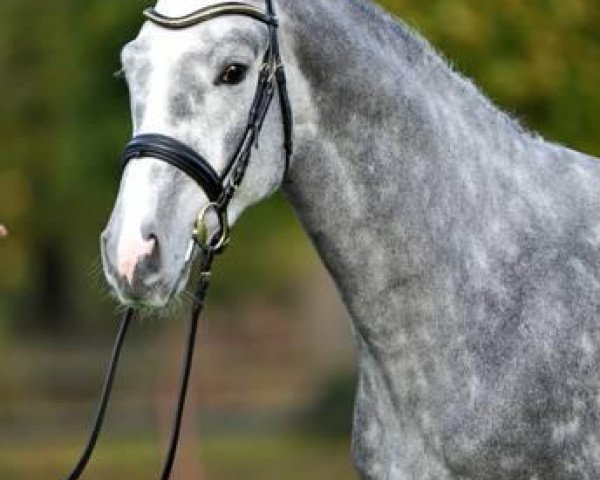stallion Clark 28 (Oldenburg, 2010, from Cornet's Stern)