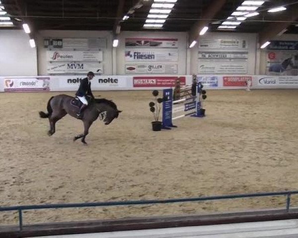 Springpferd Cadiz 37 (Holsteiner, 2002, von Coronado I)